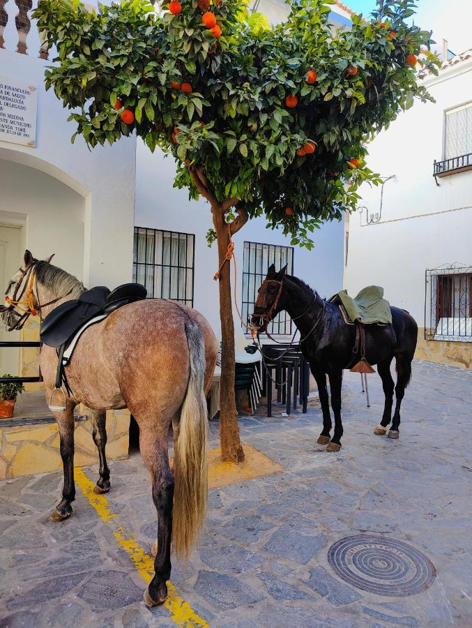 Canillas de Aceituno Modern, Bright And Comfortable Apartment With Shared Roof Terrace מראה חיצוני תמונה
